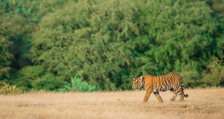 Un tigre marchant à travers la nature sauvage à Ranthambhore.