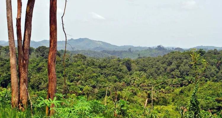 Expansive view over dense West African rainforest stretching toward hazy distant hills.