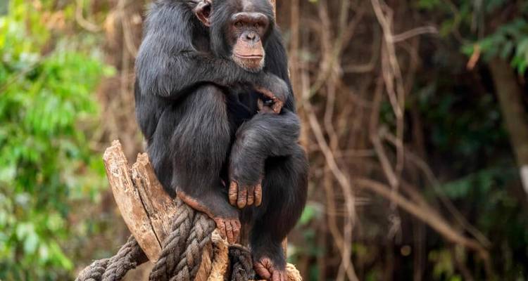 Chimpanzee sitting on intertwined logs, gazing thoughtfully within a jungle sanctuary.