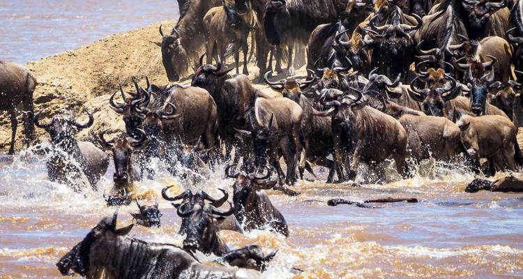 Dramatic scene of dozens of wildebeest splashing through a river during migration crossing