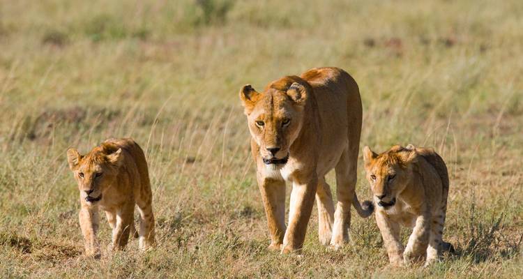 Lioness walking with two young cubs across open grassland