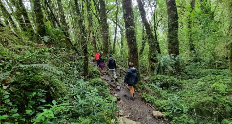Four hikers walk along a muddy trail through lush green temperate rainforest filled with moss-covered trees and ferns.