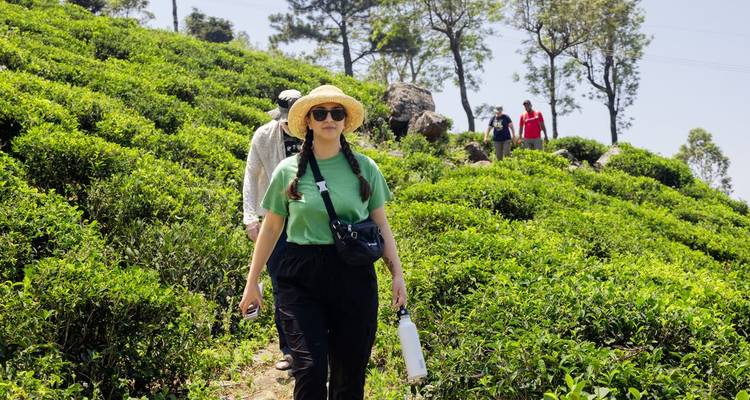 Travellers hike through lush green tea plantations under clear skies, led by a woman in a straw hat.