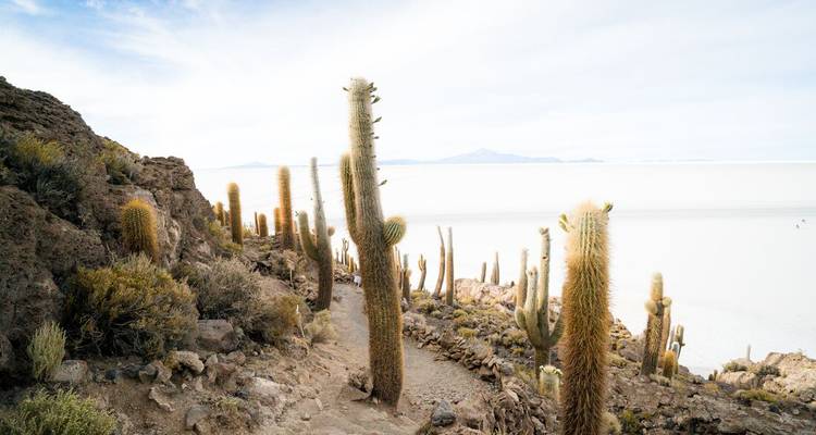 Trail lined with tall cacti overlooking the brilliant white salt flats and distant mountains.