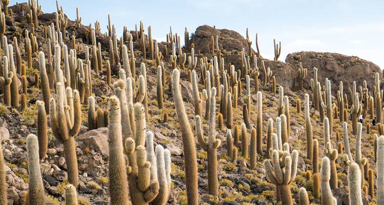 Dense hillside covered with hundreds of tall cacti on rocky desert terrain.