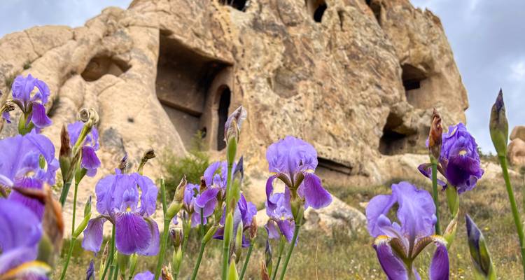 Des fleurs d'iris violettes au premier plan avec une habitation rupestre aux contours rocheux flous en arrière-plan.