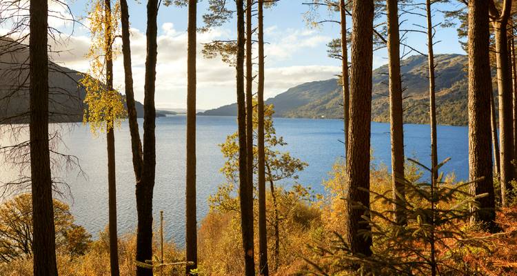 Serene loch framed by tall pine trunks and autumn foliage with hills in the distance.
