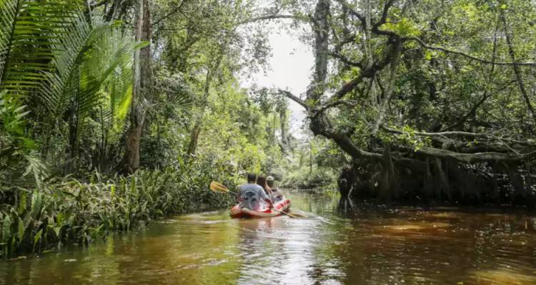 Vue arrière de deux personnes naviguant en kayak dans une dense jungle de mangroves sur une eau calme et brune