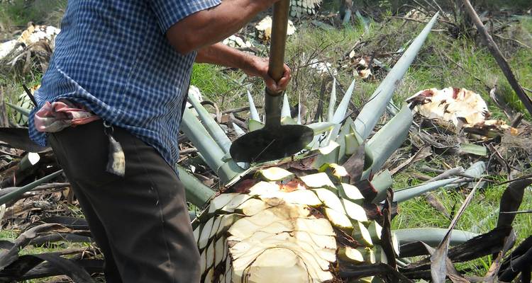 Un trabajador cosechando una piña de agave grande con una herramienta coa en un campo