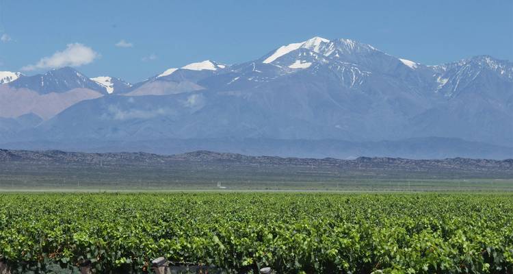 Lush green vineyard stretching toward snow-capped Andes mountains beneath a clear blue sky.