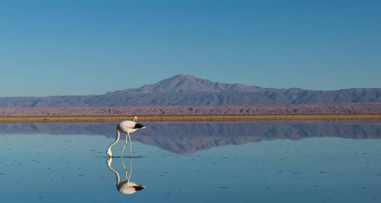 Single flamingo wading on a perfectly reflective salt-flat lagoon with distant mountains.