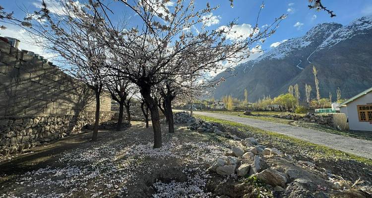 Blühende Obstbäume verstreuen Blütenblätter entlang einer ländlichen Straße mit gezackten, schneebedeckten Gipfeln in der Ferne.