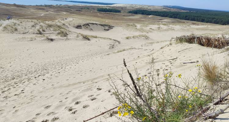 Close-up of sand dune slope with yellow wildflowers and expansive dune field beyond.