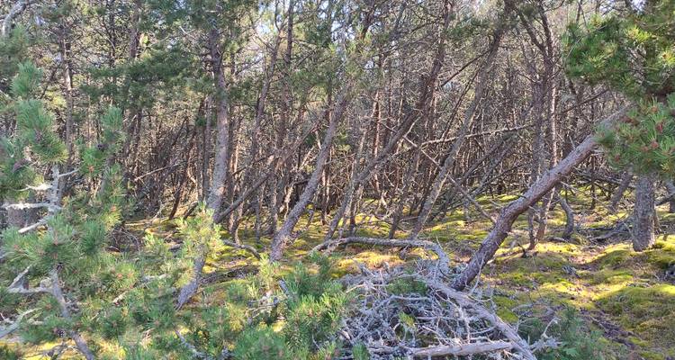 Dense coastal pine forest with tilted trunks and mossy ground cover.
