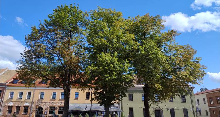 Two leafy trees in small town square with pastel buildings in background on a bright day.