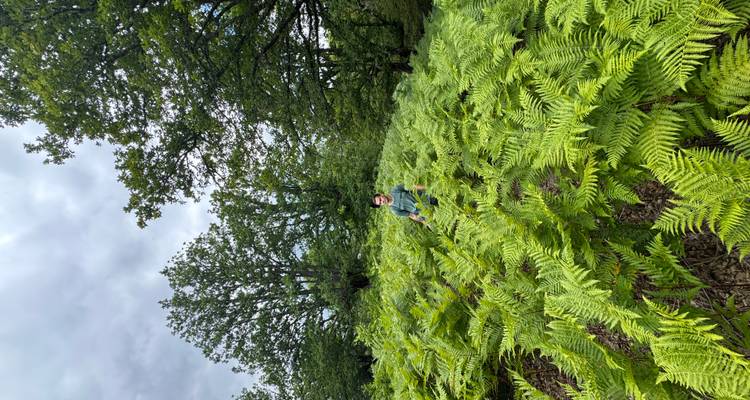Un jeune homme entouré d'une mer de fougères d'un vert vibrant dans une clairière forestière.