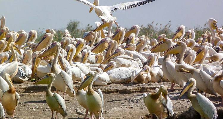 Un dense rassemblement de grands pélicans blancs se réunit sur une rive sablonneuse tandis qu'un oiseau plane au-dessus.
