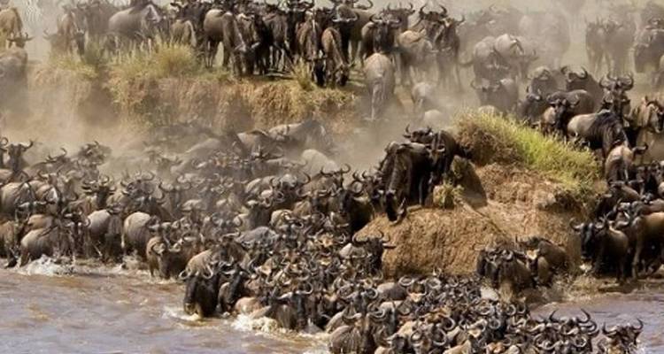 Enormous herd of wildebeest charging through a muddy river, kicking up clouds of dust.