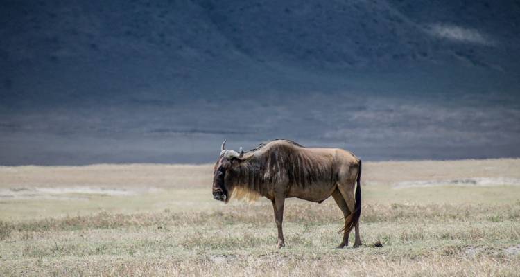 Solitary wildebeest standing on an open plain with distant mountains under hazy light.