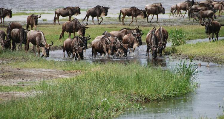 Wildebeest wading through a marshy stream surrounded by green reeds and grassy plains.