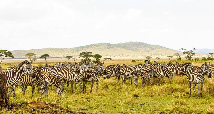 Herd of zebras clustering together on grassy savanna with gentle hills beyond.