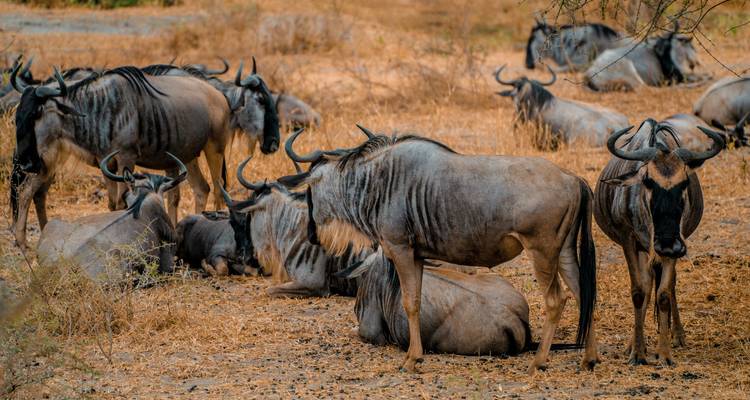 Group of wildebeest resting and grazing among dry leaves and sparse bushes.