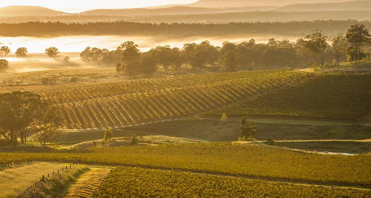 La lumière dorée de l'aube baigne les rangées ordonnées de vignes qui s'étendent sur les collines ondulantes de la Vallée de Hunter.