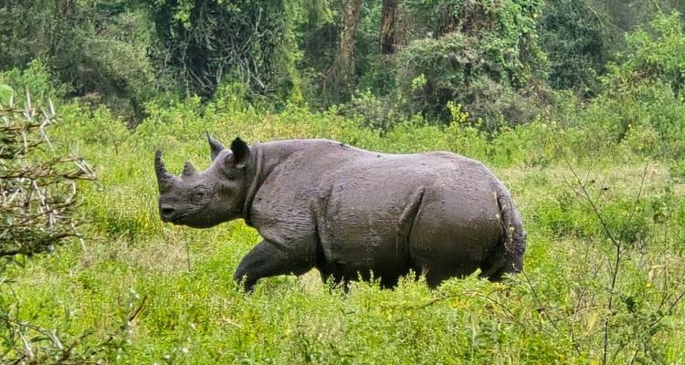 Mud-covered black rhinoceros walks through lush green vegetation in a savanna woodland.