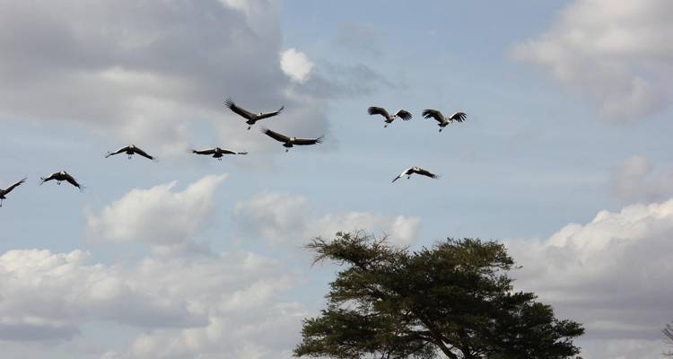 Flock of large cranes soars across a partly cloudy sky above an acacia tree.