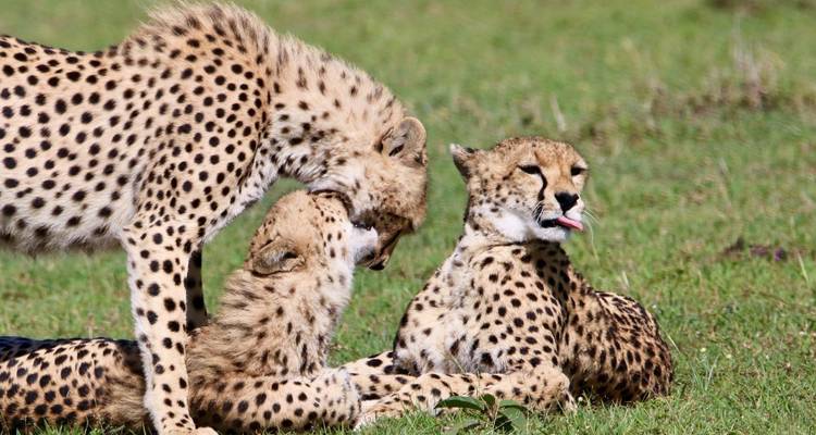 Cheetah mother nuzzles one cub while another lounges playfully on green grassland.