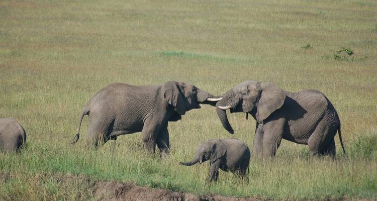 Family of elephants in a grassy savannah, two adults gently touching tusks while a calf stands nearby.