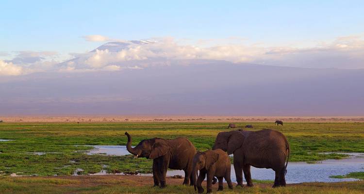 Family of elephants grazing on a green wetland plain with snow-capped Kilimanjaro rising in the distance.