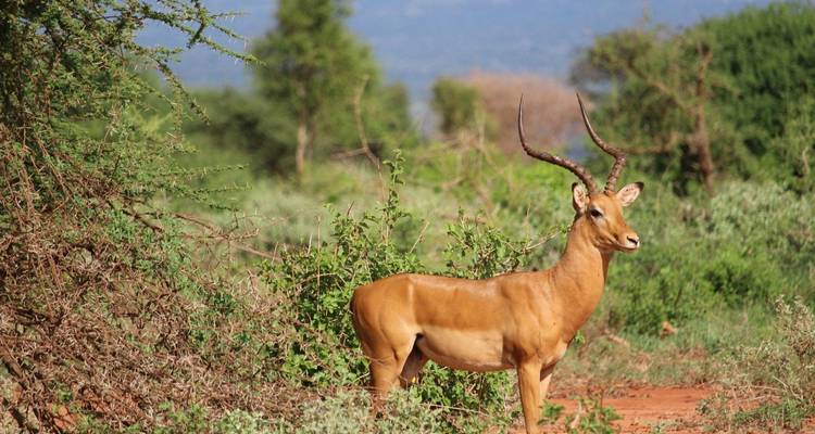 Graceful antelope with long horns stands among red-earth scrub and thorny bushes.