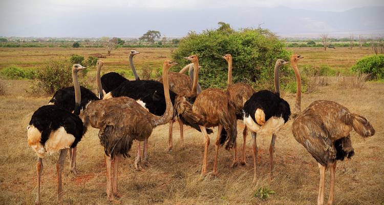 Flock of ostriches gathered on dry grassland with distant hazy hills.