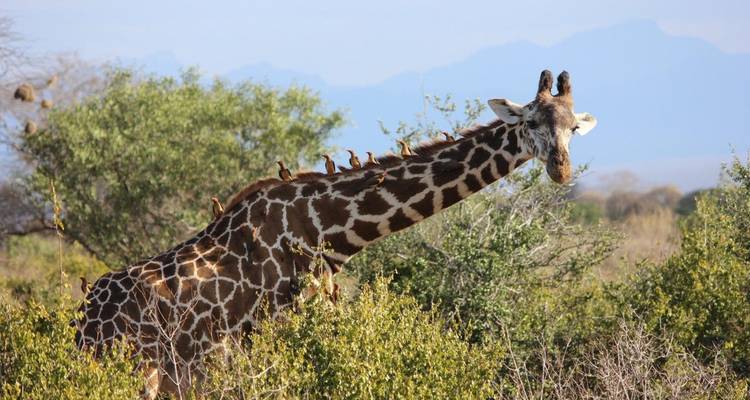 Giraffe neck covered with oxpecker birds emerging from dense bush against distant mountains.