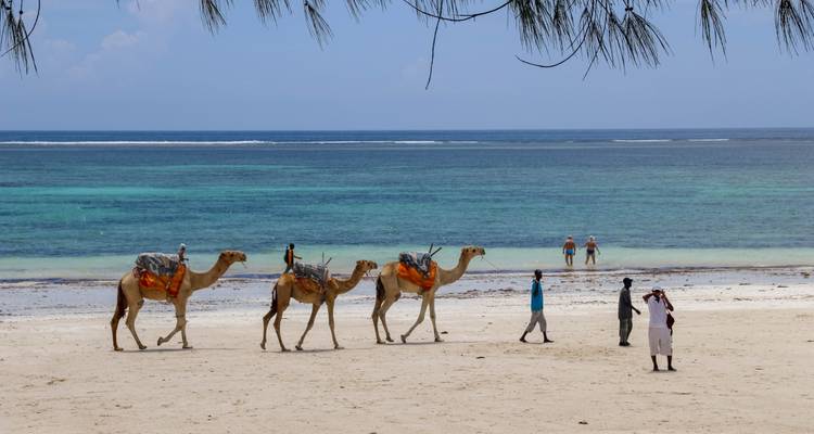 Camels with colorful saddles are led along a white-sand beach beside turquoise Indian Ocean waters while tourists watch.