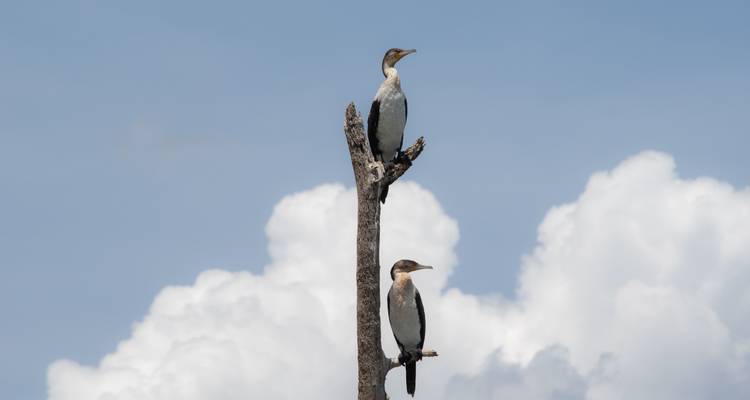 Twee aalscholvers zittend op een hoge dode boomstam tegen een lucht met wolkige wolken.