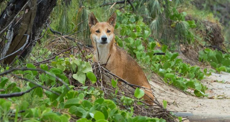 Un dingo sauvage reste vigilant parmi la végétation côtière et les dunes de sable.