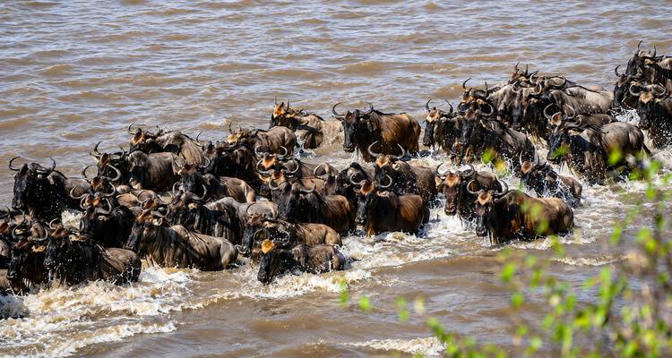 Herd of wildebeest charge through a muddy river, splashing water during the great migration.