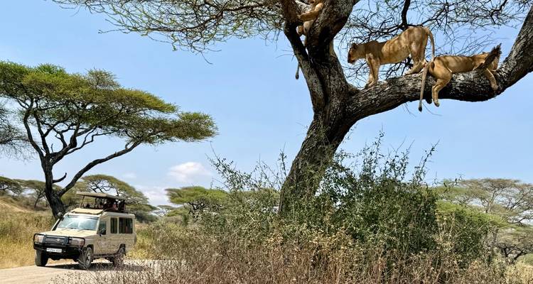 Lions lounge on branches of an acacia tree as a safari vehicle observes from the dirt track below.