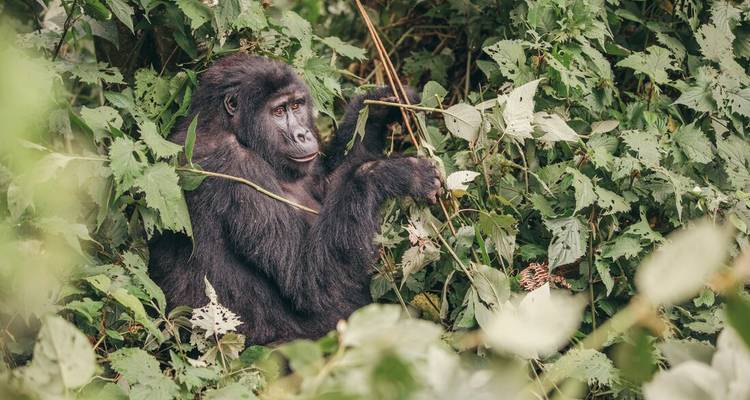 Young mountain gorilla feeds amid thick green vegetation.