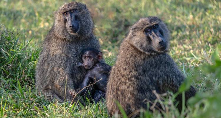 Baboon family sits together in grassy savanna light.