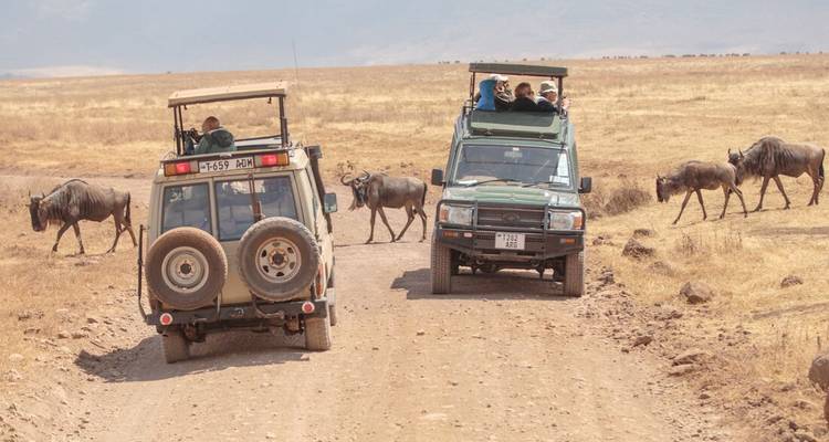 Two safari jeeps pause on a dirt track while wildebeest cross the golden savanna in front of them.