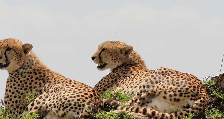 Two cheetahs rest alertly on a grassy mound beneath a pale sky.