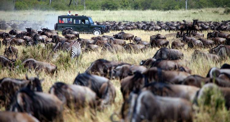 Safari vehicle surrounded by a massive herd of wildebeest and a zebra on the savanna.