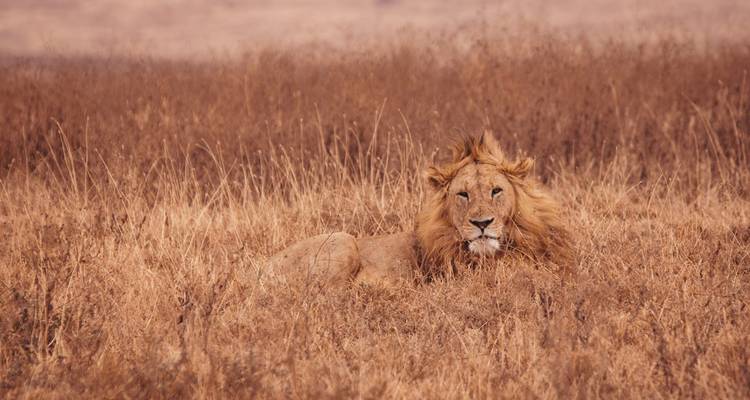 Lion mâle se reposant au milieu d'une savane dorée et aride.