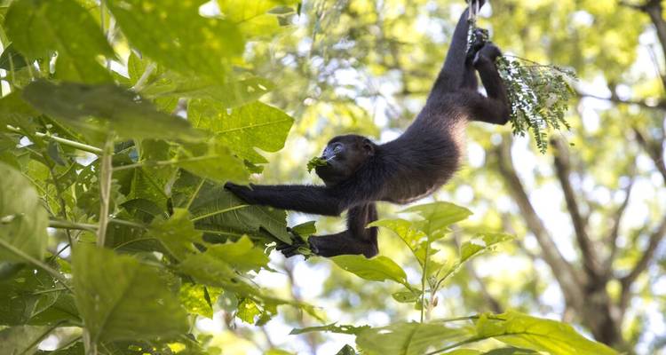 Singe hurleur se balançant à travers des branches feuillues, grignotant le feuillage en pleine lumière du jour.