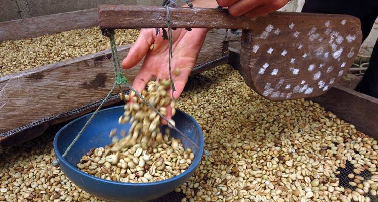 Close-up of hand pouring freshly dried coffee beans into a scale pan at a processing station.