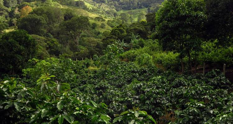 Lush green coffee plantation covering rolling hills and forested slopes.