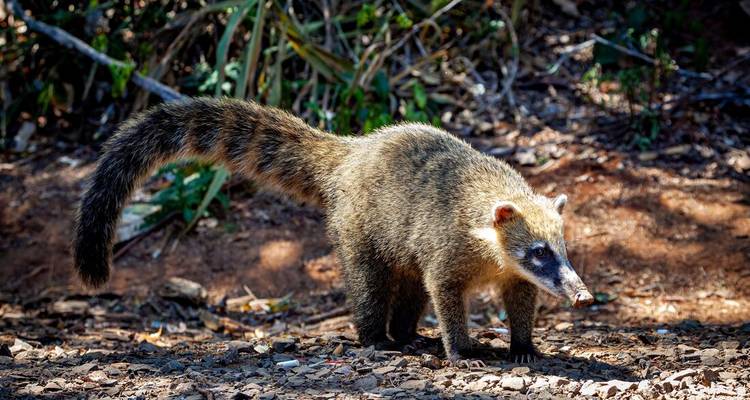 Ring-tailed coati standing alert on forest floor with bushy tail raised.